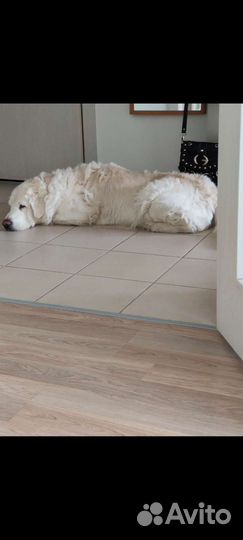 Передержка животных (собак,грызунов,птиц)