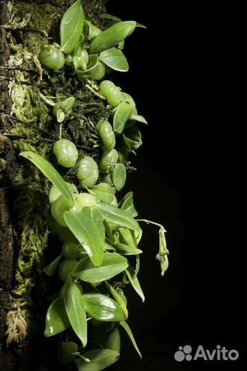 Микро орхидея Bulbophyllum physometrum