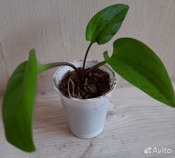 Дримопсис, хлорофитум, традесканция и др