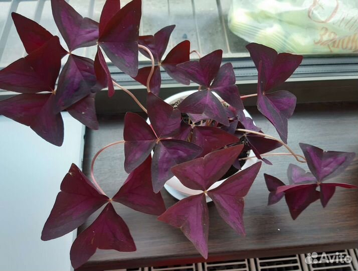 Оксалис фиолетовый