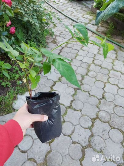 Смородина, крыжовник, ежевика, малина