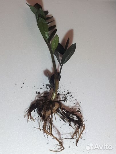 Замиокулькас равен