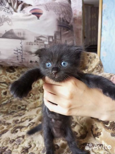 Шотландский вислоухий кот и кошечка
