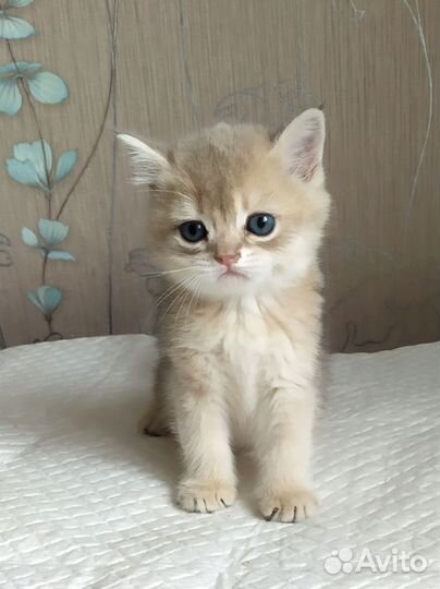 Британский котик