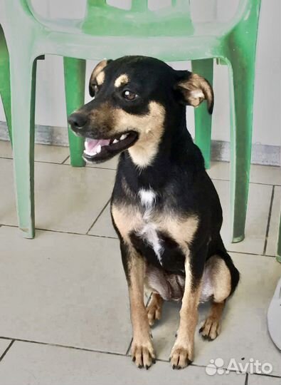 Собачка Жуля, 1 год