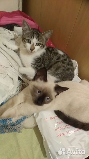 Котята в свободные руки