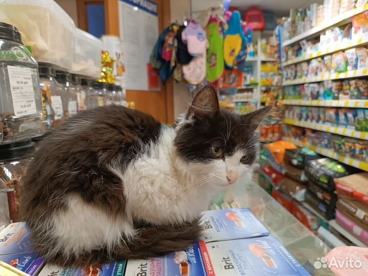 Котенок подросток в добрые руки