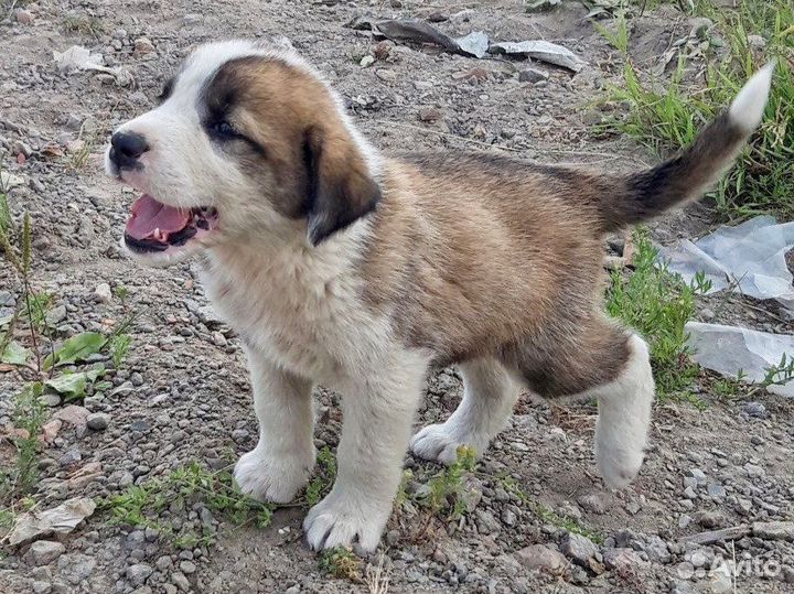 Щенки 1 месяц разных окрасов в дар