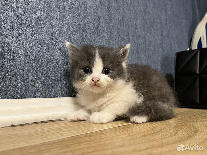 Котята в добрые руки бесплатно