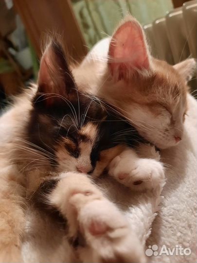 Кошка в дар