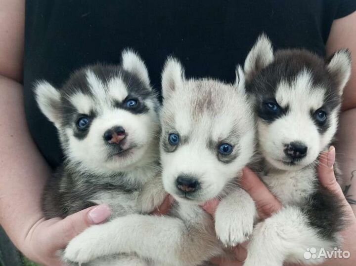 Сибирский хаски