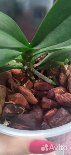 Орхидея Азия