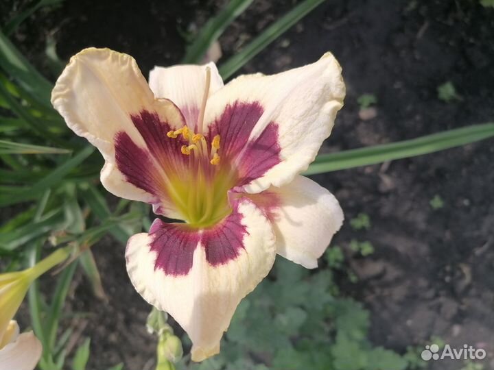 Лилейники сортовые