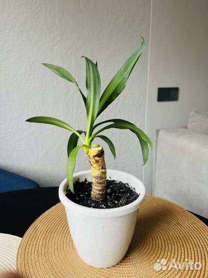 Пальма юкка