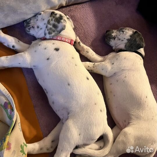 Щеночки далматина