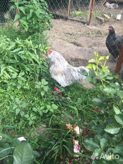 Амераукана лаванда петушки