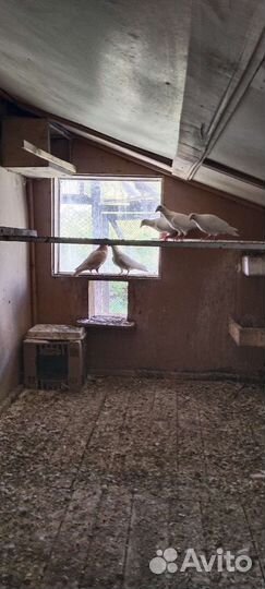 Голуби почтовые