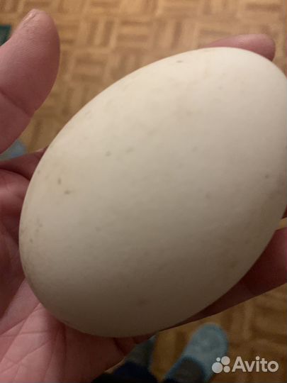 Яйцо домашнее гусиное