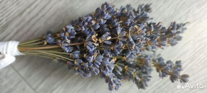 Лаванда сухоцвет