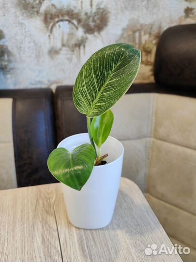 712. Комнатные растения