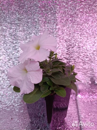 Рассада петунии серия short