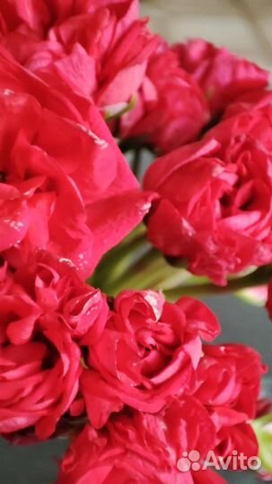 Пеларгония Ю Анна Каренина