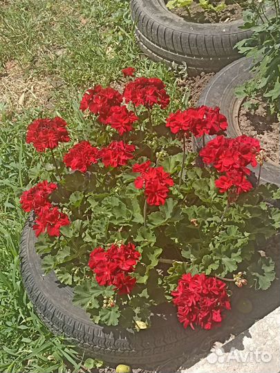 Пеларгония микс