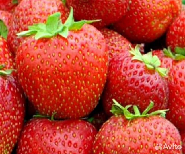 Усы клубники