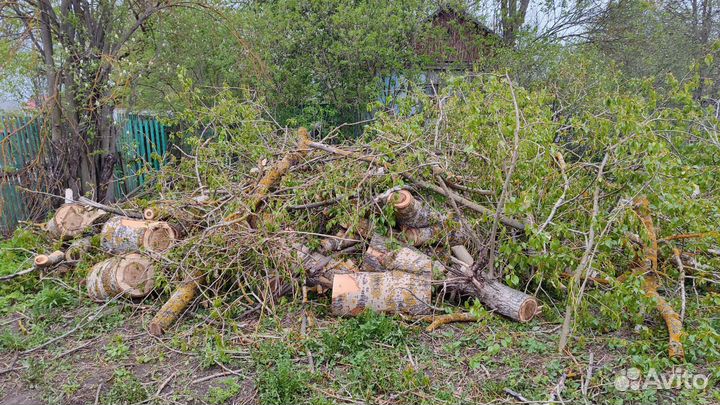 Отдам бесплатно