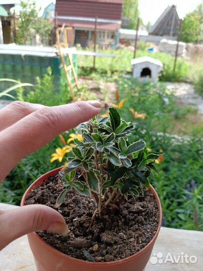 Комнатное растение Копросма