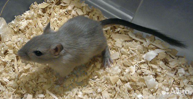 Монгольские песчанки из питомника