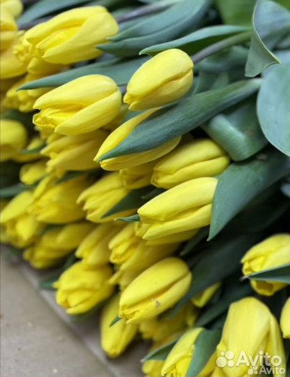 Луковицы тюльпанов