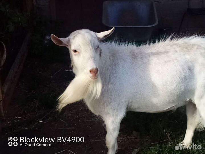 Вязка. Заанинский козел
