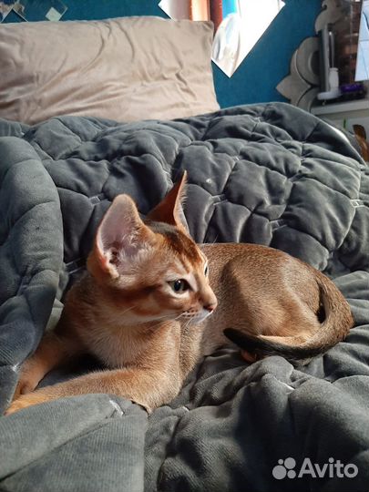 Котёнок абиссинец девочка ждёт своих хозяев