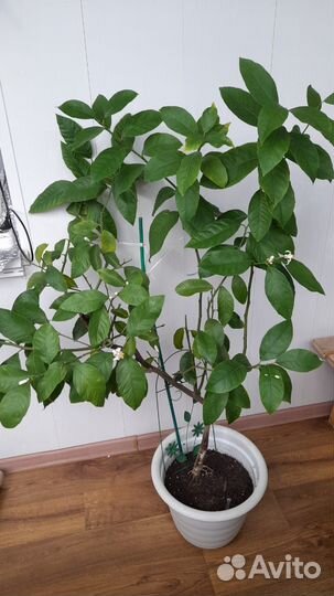 Лимон Павловский цветущий