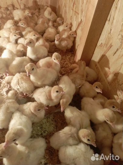 Индюшата Биг 6 и конвектор