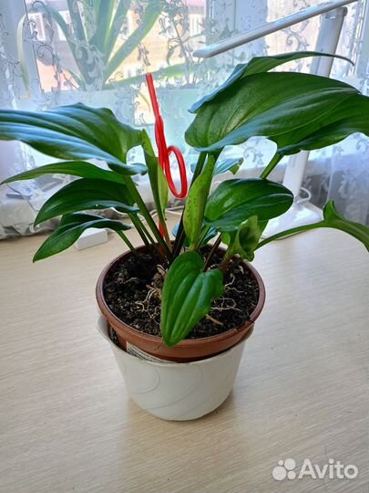 Комнатные цветы