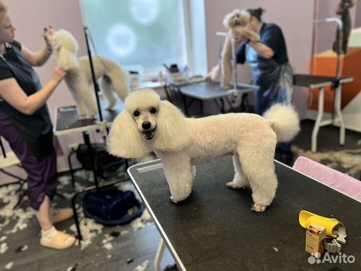 Помощник грумера