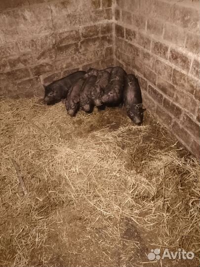 Ветнамские поросята