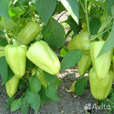 Семена перца Лотта