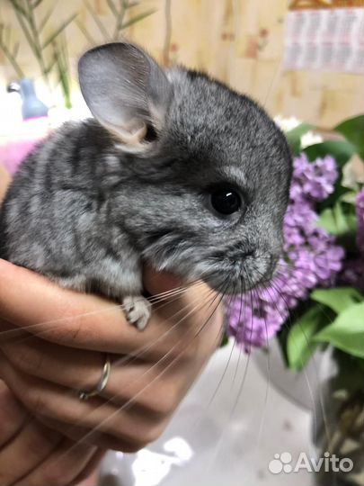 Шиншилла