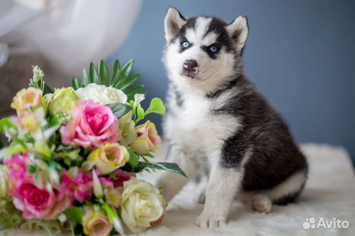 Фотосессия в студии