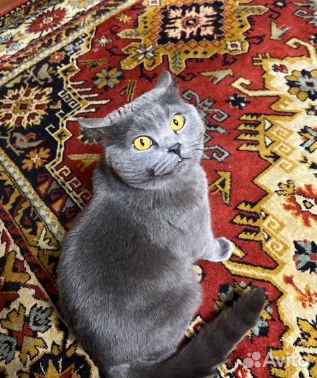 Отдадим котика в добрые руки