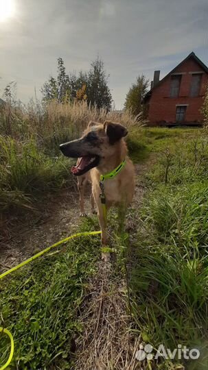 Особенная собака ищем своего Человека