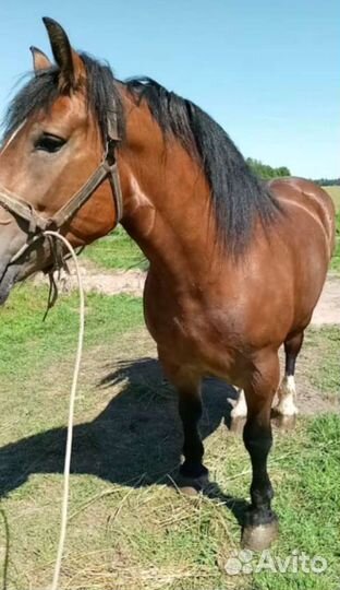 Кобыла тяжеловоз