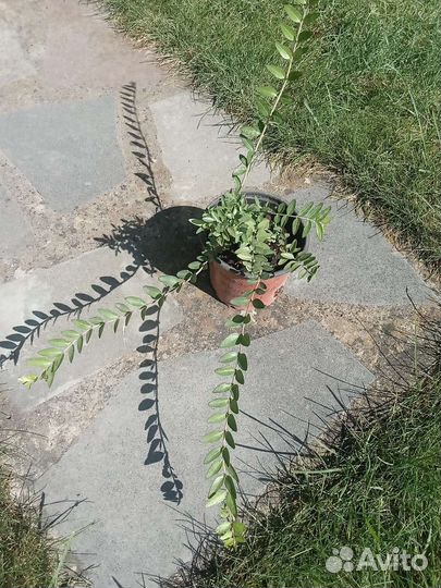 Жимолость шапочная