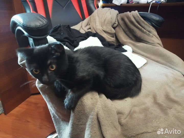 Черный котенок мальчик