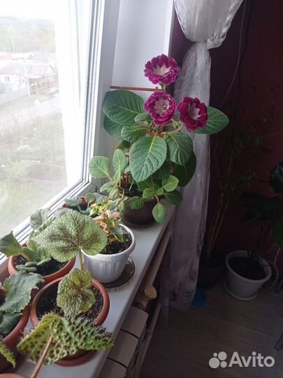 Комнатные цветы