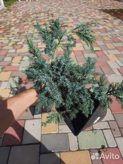 Можжевельник Блю Карпет