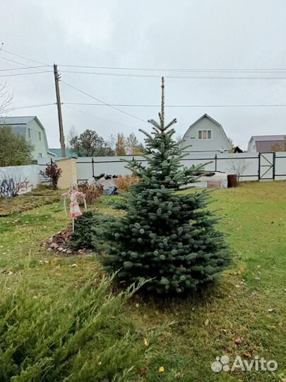 Живые елки